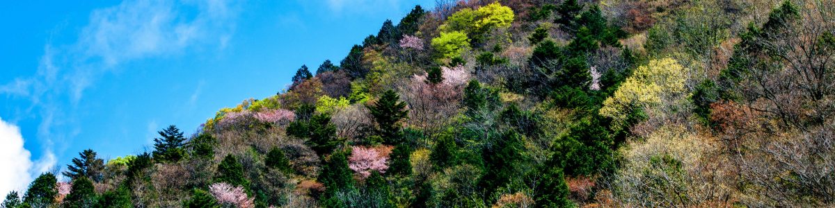 Spring of  Tsukechi Gorge   
